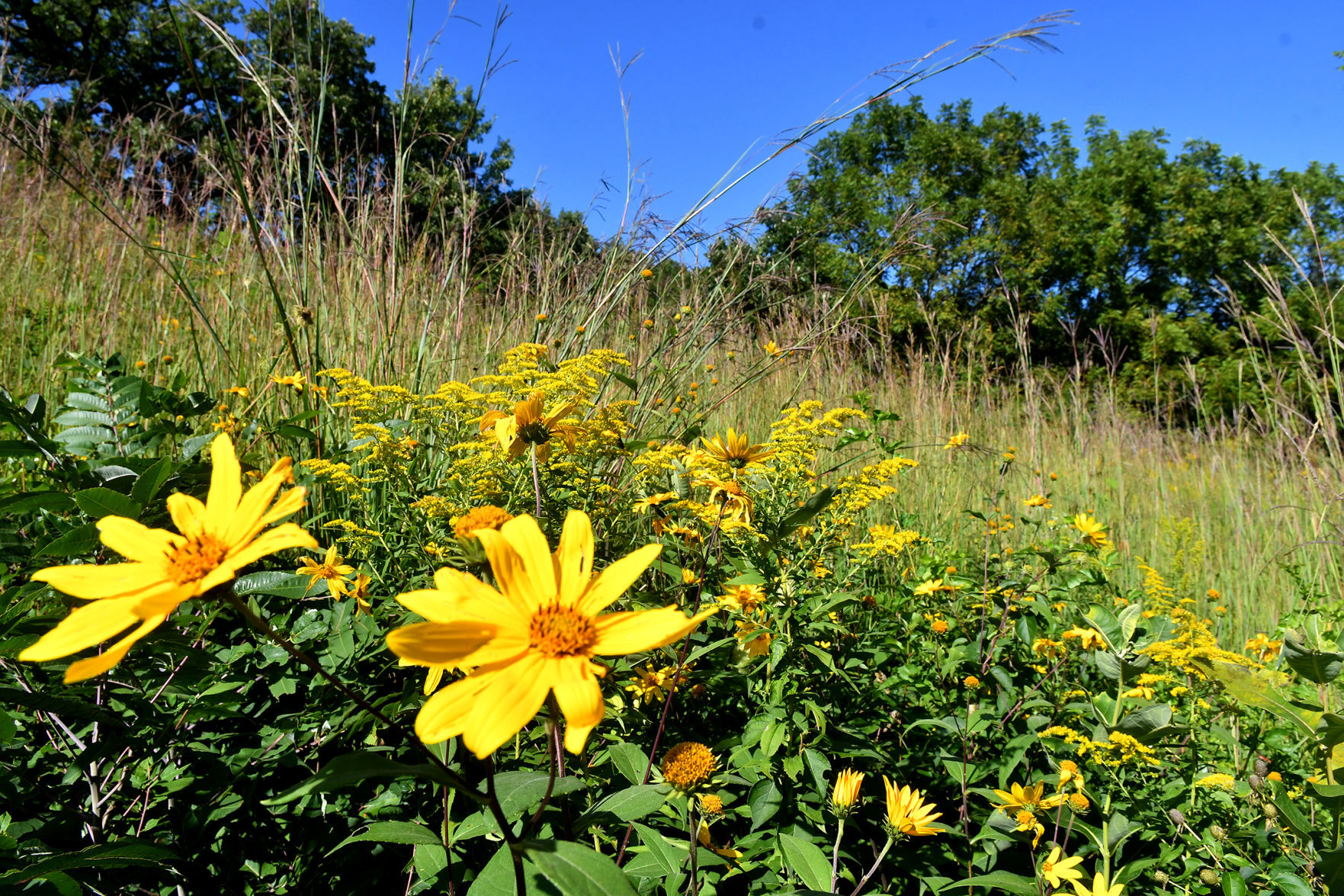 Davenport Fairmount Cemetery prairie
